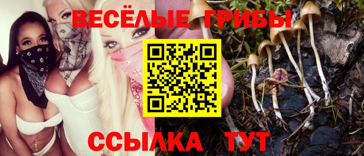 Ишим  Галлюциногенные грибы Cubensis  Вход с VPN 